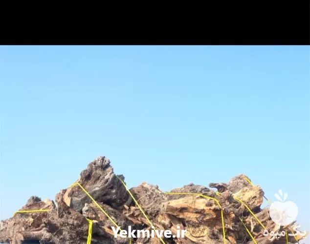 قیمت خرید ریشه ی زیتون در گروه خرید و فروش زیتون در یکمیوه -عکس1