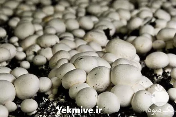 مکمل رشد قارچ فروش مکمل رشد در ارومیه در گروه خرید و فروش قارچ در یکمیوه -عکس1