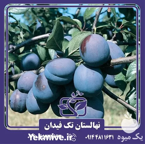 خرید قیمت نهال آلو گروسا دی در ارومیه در گروه خرید و فروش نهال در یکمیوه -عکس1