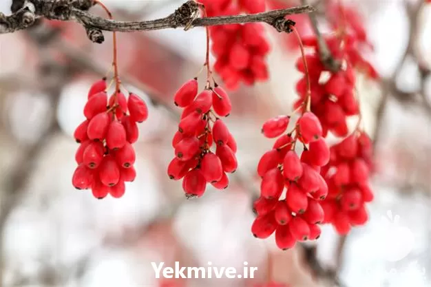 فروش نهال زرشک در کرج در گروه خرید و فروش نهال زرشک در یکمیوه -عکس1