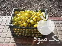 فروش نهال لیمو ترش لایم کوات در ساری در گروه خرید و فروش نهال در یکمیوه -عکس1