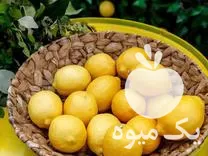 فروش نهال لیمو ترش اورکا دو در ساری در گروه خرید و فروش نهال در یکمیوه -عکس2