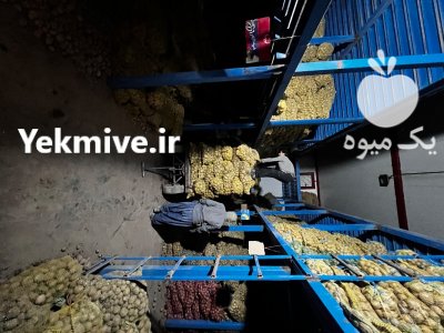 فروش سیب زمینی بذری سانته 98 با تناژ بالا در گروه خرید و فروش سیب زمینی در یکمیوه -عکس1