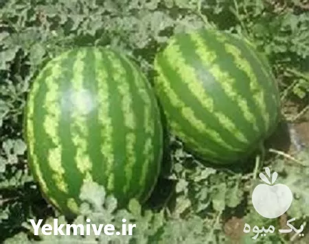 قیمت خرید قیمت بذر هندوانه ویکیما در گروه خرید و فروش بذر هندوانه در یکمیوه -عکس1