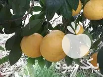 فروش گریپ فروت تازه در ساری در گروه خرید و فروش گریپ فروت در یکمیوه -عکس1