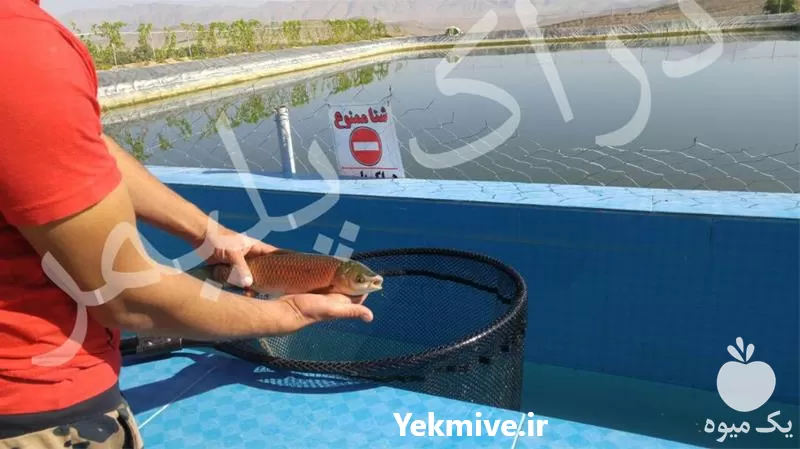 قیمت خرید ساخت استخر پلیمری در شیراز در گروه خرید و فروش ژئوممبران و ژئوتکستایل در یکمیوه -عکس1