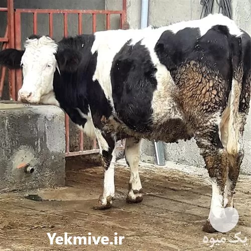 قیمت خرید تلیسه آبستن سیمینتال مونت در ارومیه در گروه گاو و گوسفند و میش و بز کهره گوساله در یکمیوه -عکس1