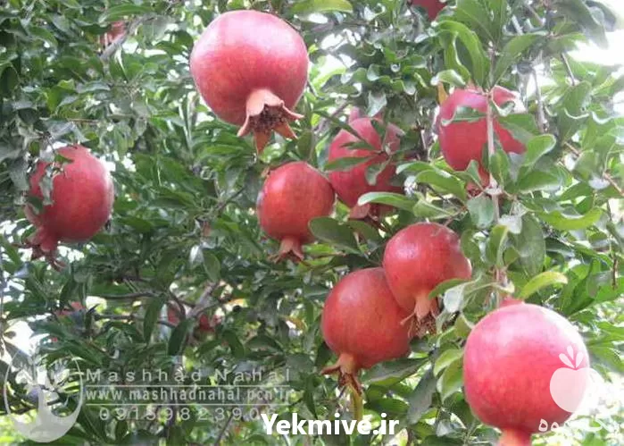 فروش نهال انار رباب نی ریز در گروه خرید و فروش نهال انار در یکمیوه -عکس1
