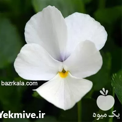 خرید بذر گل بنفشه گل درشت در اصفهان در گروه خرید و فروش گیاهان زینتی در یکمیوه -عکس1