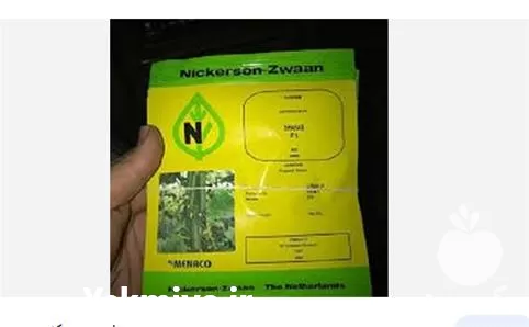 فروش بذر خیار گلخانه ای شهاب در ارومیه در گروه خرید و فروش بذر خیار در یکمیوه -عکس1