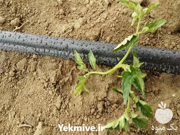 قیمت خرید کارخانه لوله آبیاری نوار در تهران در گروه خرید و فروش دستگاه آبیاری در یکمیوه -عکس1