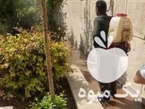 باغبانی سمپاشی هرس درختان کاشت گیاهان در تهران در گروه هرس کاری در یکمیوه -عکس1