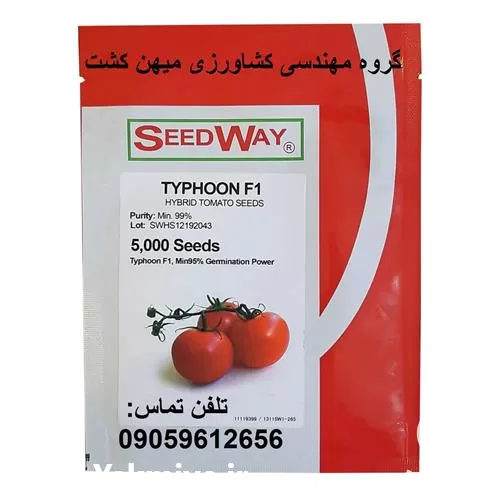 فروش بذر گوجه فرنگی تایفون F 1 در کرمان  در گروه خرید و فروش بذر گوجه در یکمیوه -عکس1