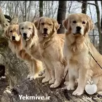 فروش توله های سگ گلدن رتریور در تهران در گروه سگ و گربه در یکمیوه