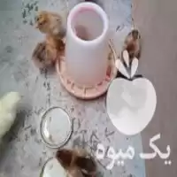 فروش جوجه محلی 5 روزه در ساری در گروه مرغ و خروس و بوقلمون و اردک قو قاز در یکمیوه