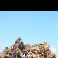 قیمت خرید ریشه ی زیتون در گروه خرید و فروش زیتون در یکمیوه