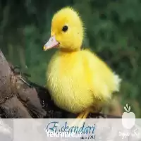 فروش جوجه اردک یک روزه در ارومیه در گروه مرغ و خروس و بوقلمون و اردک قو قاز در یکمیوه