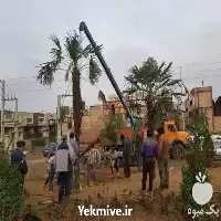 قیمت خرید درخت چند ساله در تهران در گروه خرید و فروش گیاهان زینتی در یکمیوه