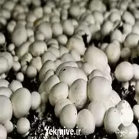 مکمل رشد قارچ فروش مکمل رشد در ارومیه در گروه خرید و فروش قارچ در یکمیوه