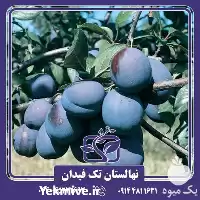 خرید قیمت نهال آلو گروسا دی در ارومیه در گروه خرید و فروش نهال در یکمیوه