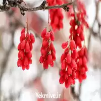 فروش نهال زرشک در کرج در گروه خرید و فروش نهال زرشک در یکمیوه