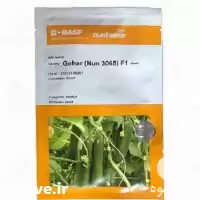 قیمت خرید عرضه بذر خیار گوهر در شیراز در گروه خرید و فروش بذر خیار در یکمیوه