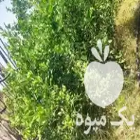 فروش نهال لیمو ترش در منوجان در گروه خرید و فروش نهال در یکمیوه