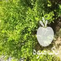 قیمت خرید نهال لیمو ترش محلی در گروه خرید و فروش نهال در یکمیوه