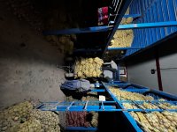 فروش سیب زمینی بذری سانته 98 با تناژ بالا در گروه خرید و فروش سیب زمینی در یکمیوه