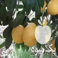 فروش گریپ فروت تازه در ساری در گروه خرید و فروش گریپ فروت در یکمیوه