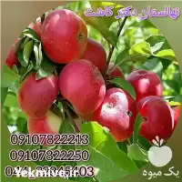 فروش عمده نهال سیب عروس در شیراز در گروه خرید و فروش نهال میوه در یکمیوه