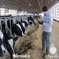 دوره آموزش گاوداری در گروه دوره آموزش کشاورزی در یکمیوه