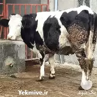 قیمت خرید تلیسه آبستن سیمینتال مونت در ارومیه در گروه گاو و گوسفند و میش و بز کهره گوساله در یکمیوه