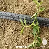 قیمت خرید کارخانه لوله آبیاری نوار در تهران در گروه خرید و فروش دستگاه آبیاری در یکمیوه