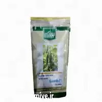 فروش بذر خیار گلخانه ای گالاردو در گروه خرید و فروش بذر خیار در یکمیوه
