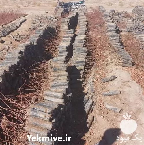 فروش عمده نهال گلدانی پسته در کرمان  در گروه خرید و فروش نهال در یکمیوه -عکس1