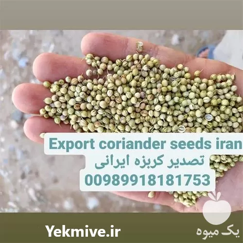 خرید گشنیز گشنیز قیمت در گروه خرید و فروش گیاهان دارویی در یکمیوه -عکس1