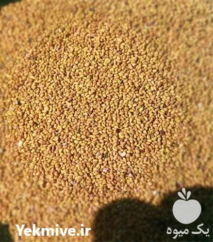 فروش بذر یونجه درجه یک مناسب در تبریز در گروه خرید و فروش بذر یونجه در یکمیوه -عکس1