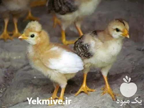 فروش جوجه یکروزه گلپایگانی در تهران در گروه مرغ و خروس و بوقلمون و اردک قو قاز در یکمیوه -عکس1