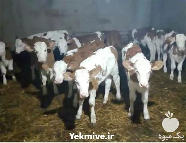 فروش گوساله با قیمت مناسب کیفیت در گرگان در گروه گاو و گوسفند و میش و بز کهره گوساله در یکمیوه -عکس1