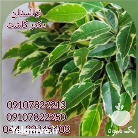 فروش عمده گیاه بنجامین در تهران در گروه خرید و فروش گیاهان زینتی در یکمیوه -عکس1