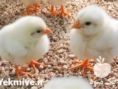 قیمت خرید جوجه مرغ نژاد راس در تهران در گروه مرغ و خروس و بوقلمون و اردک قو قاز در یکمیوه -عکس1