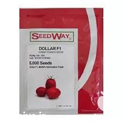 توزیع بذر عمده خرده فروش بذر در گروه خرید و فروش بذر گوجه در یکمیوه -عکس1