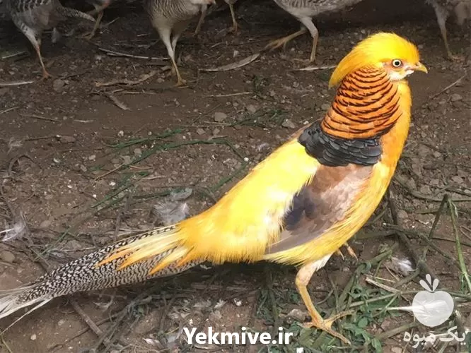 فروش قیمت قرقاول بلژیکی اصل در ساری در گروه خرید و فروش انواع پرنده در یکمیوه -عکس1