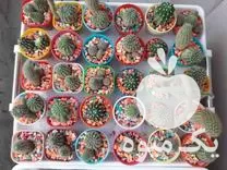 قیمت خرید گلدان های کاکتوس در گروه خرید و فروش گیاهان زینتی در یکمیوه -عکس1