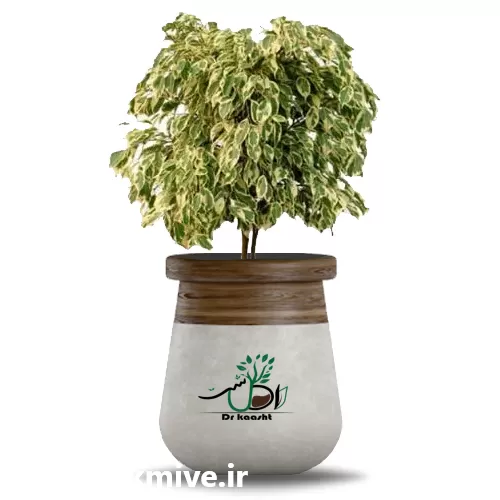 قیمت خرید عمده گیاه بنجامین در تبریز در گروه خرید و فروش گیاهان زینتی در یکمیوه -عکس1
