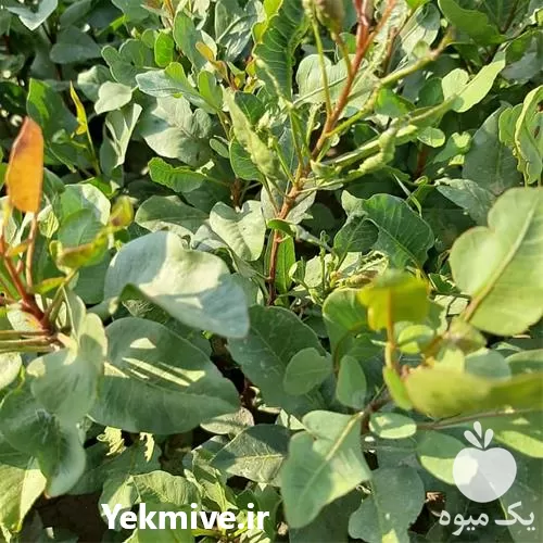 قیمت خرید نهال پسته در قم در گروه خرید و فروش نهال پسته در یکمیوه -عکس1