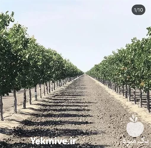 قیمت خرید نهال در اصفهان در گروه خرید و فروش نهال پسته در یکمیوه -عکس1