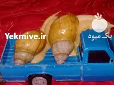 حلزون خوش خوراک البینو گوشت سفید در گروه انواع محصولات شیلات در یکمیوه -عکس1