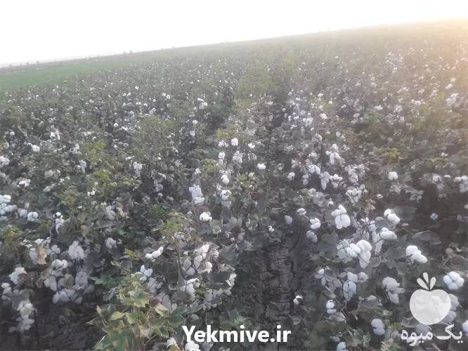 فروش پنبه از مزارع کشاورزی در اردبیل در گروه خرید و فروش گیاهان صنعتی در یکمیوه -عکس1